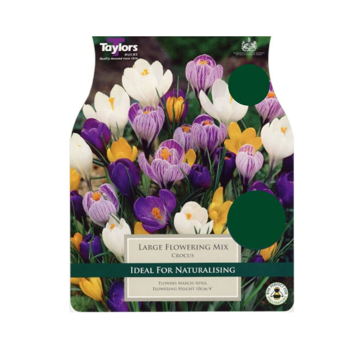 Taylors 10 Large Flowering Crocus Bulbs