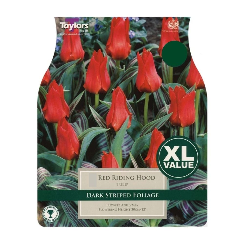 Taylors 18 Red Riding Hood Tulip Bulbs XL Value Pack