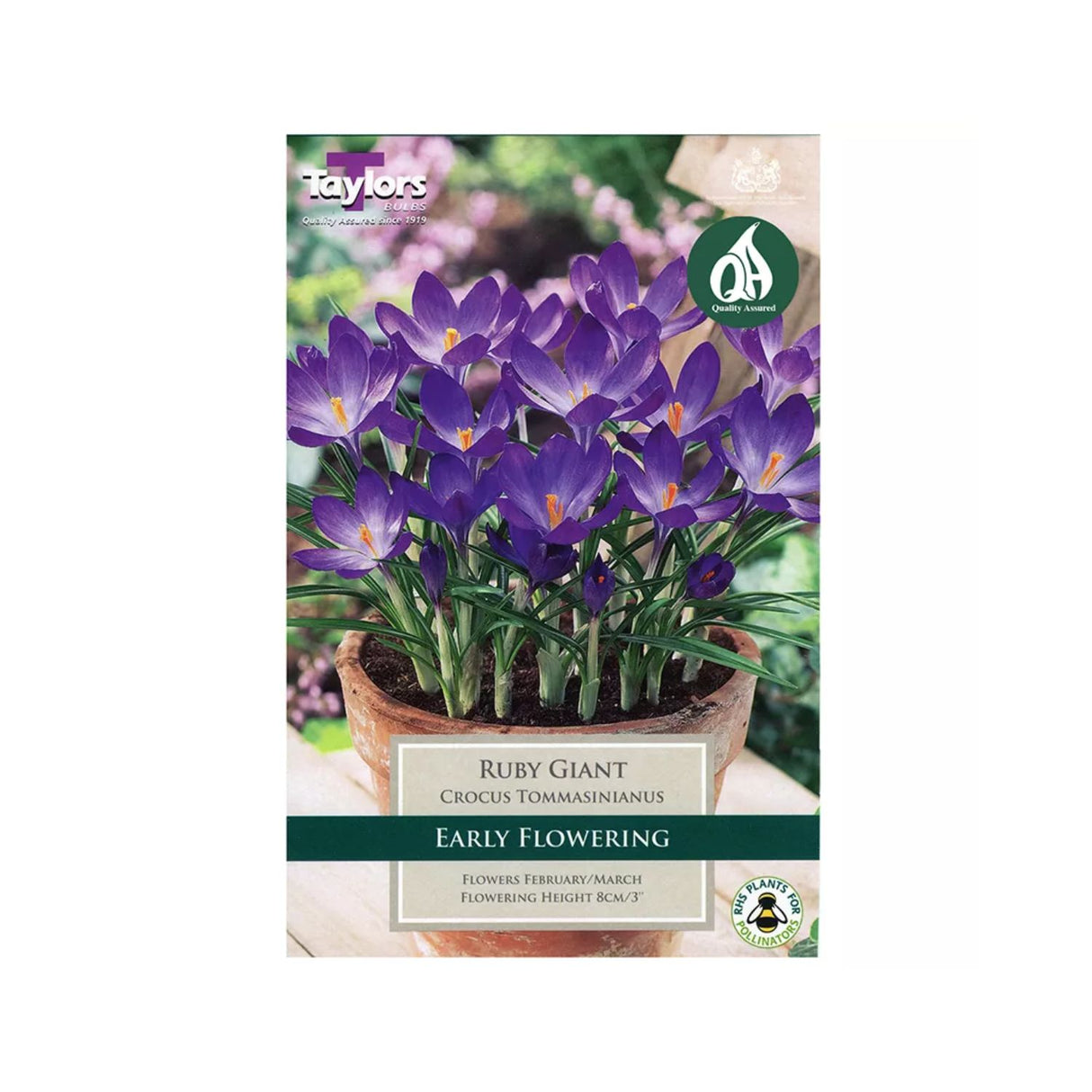 Taylors 15 Ruby Giant Crocus Bulbs