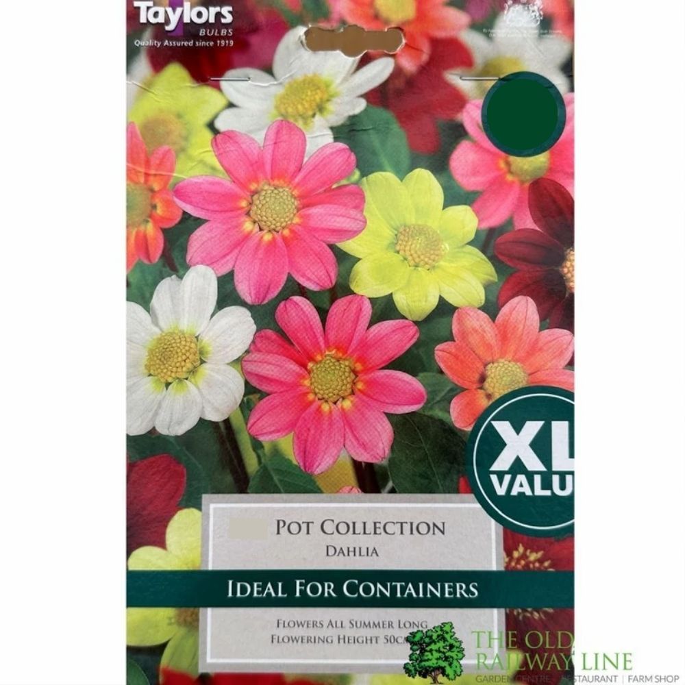 Taylors 3 Dahlia 'Pot Collection' Tubers