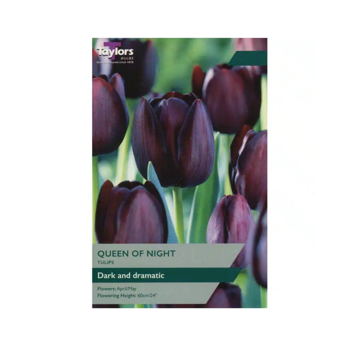Taylors 6 Queen of Night Tulip Bulbs