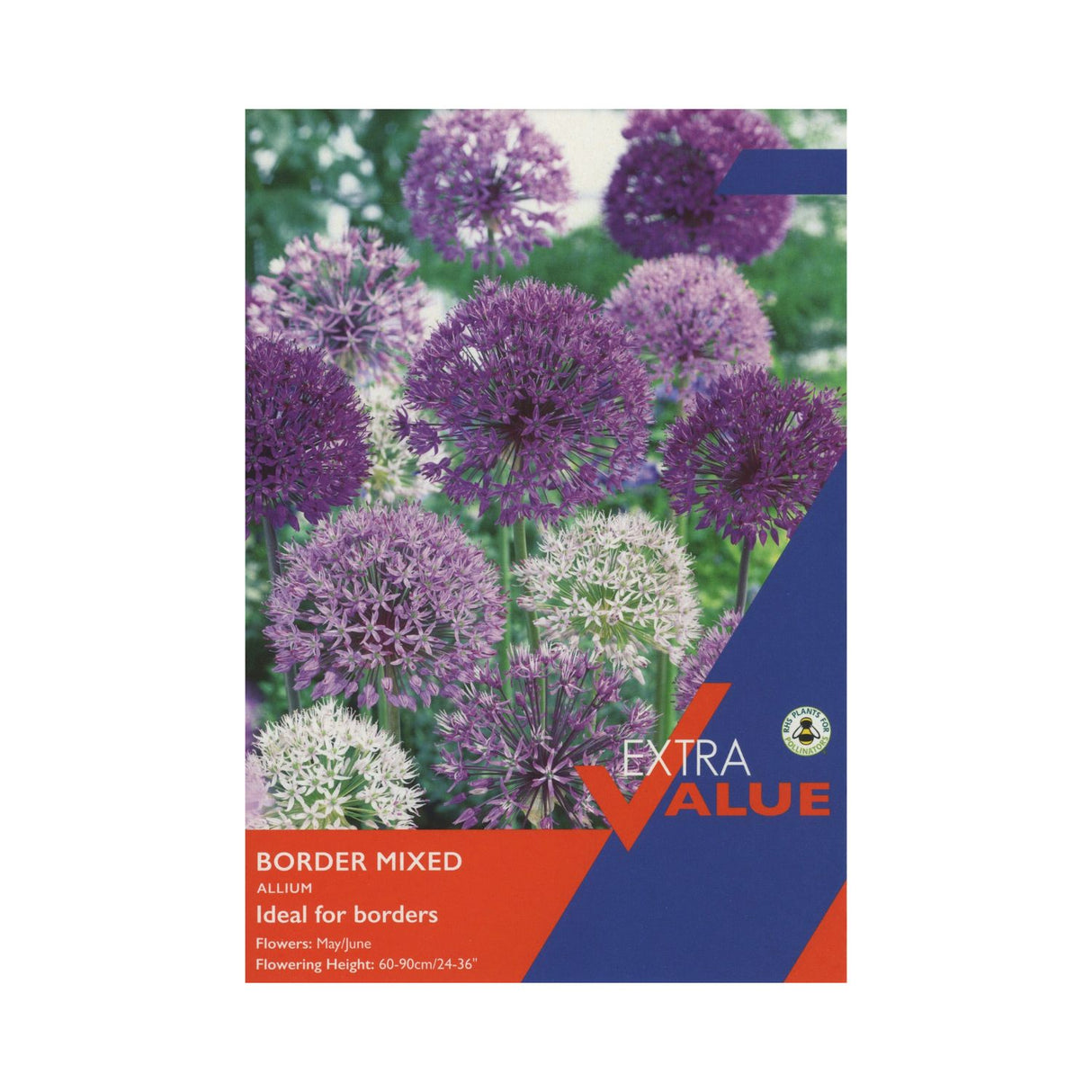 Taylors 12 Mixed Border Allium Spring Flowering Bulbs