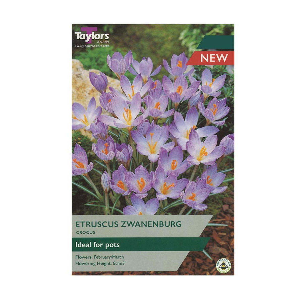 Taylors 12 Crocus Etruscus Zwanenburg Bulbs