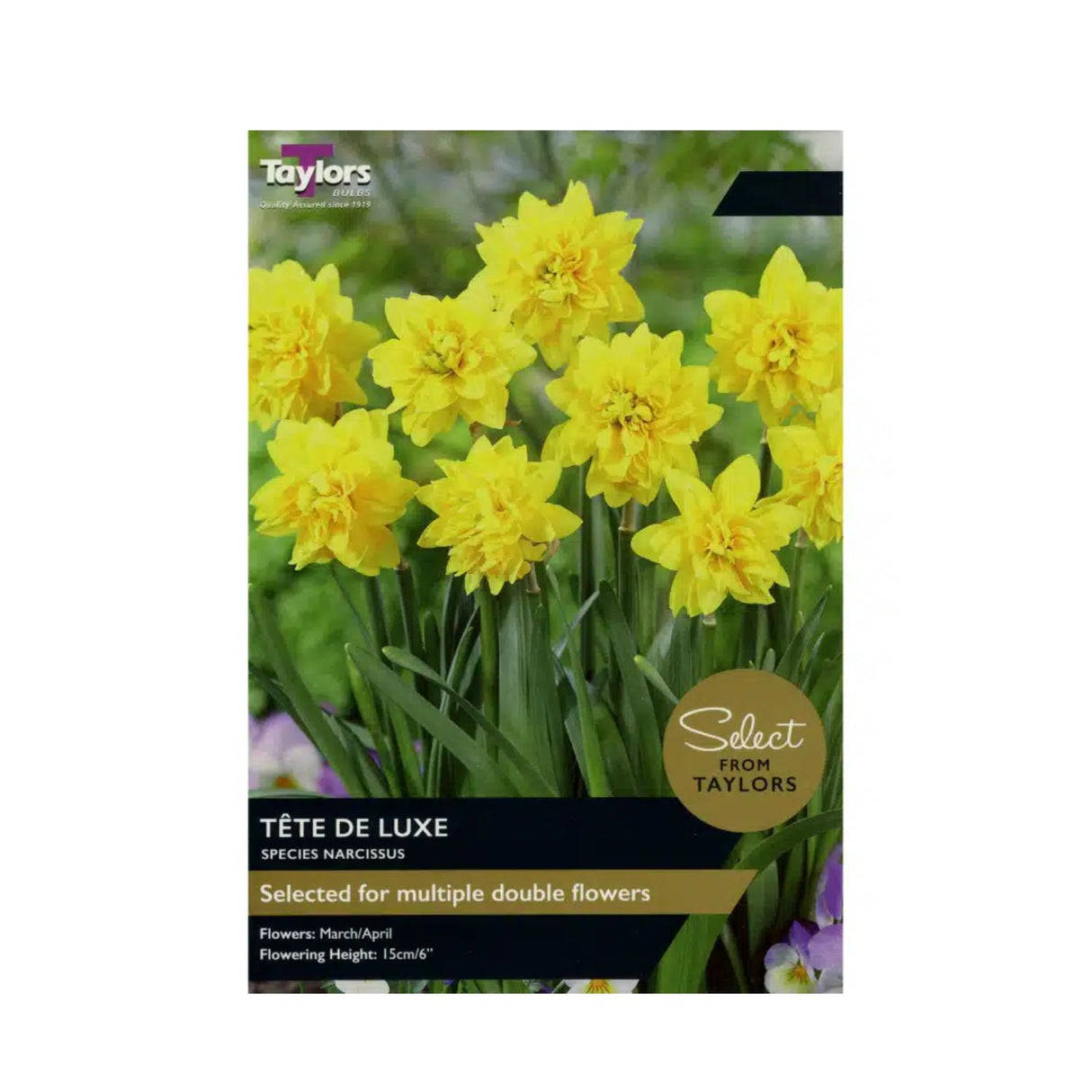 Taylors Select 12 Double Tete De Luxe Narcissus Bulbs