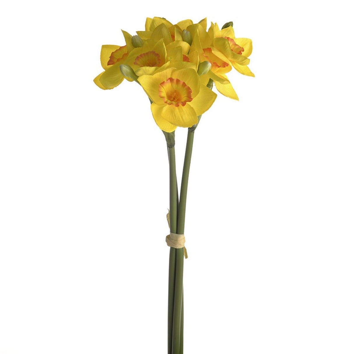 CB Imports 42cm Daffodil Bundle