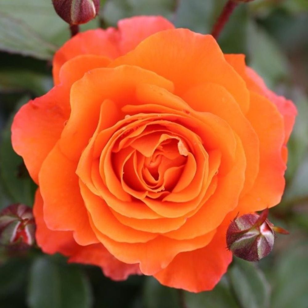 Wharton's 'For You With Love' Patio Rose