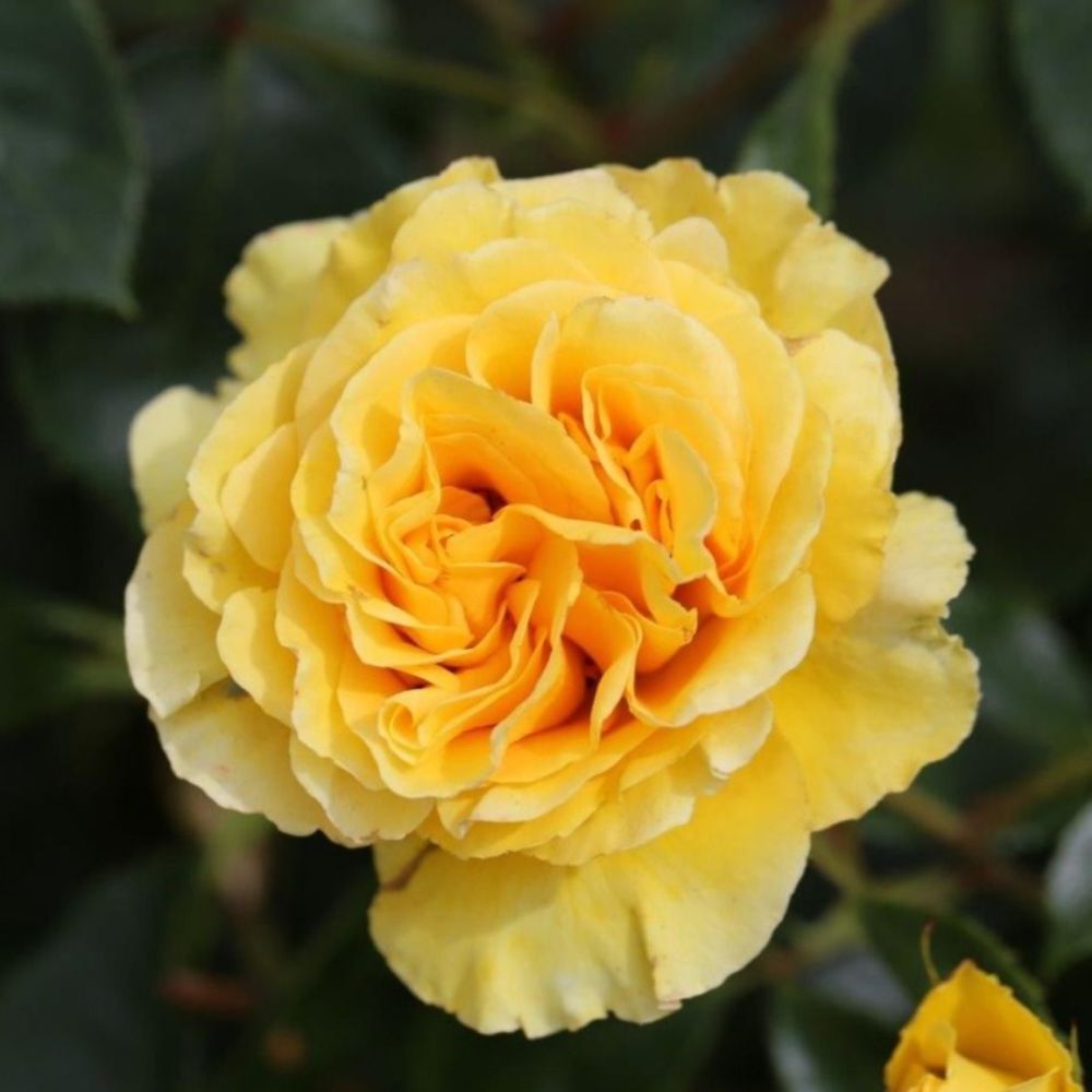 Whartons 'Anniversary Wishes' Yellow Bush Rose - 7.5Ltr Pot
