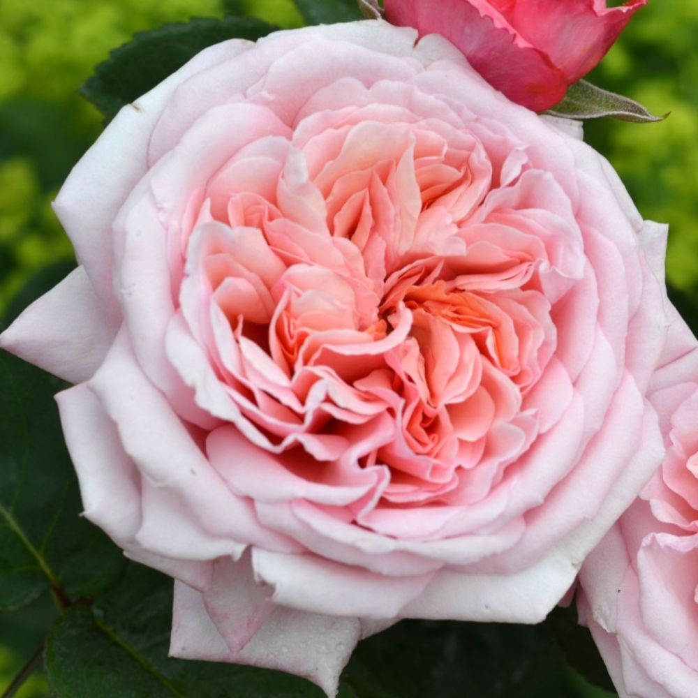 Whartons 'Never Ending Story' Pink Hybrid Tea Rose