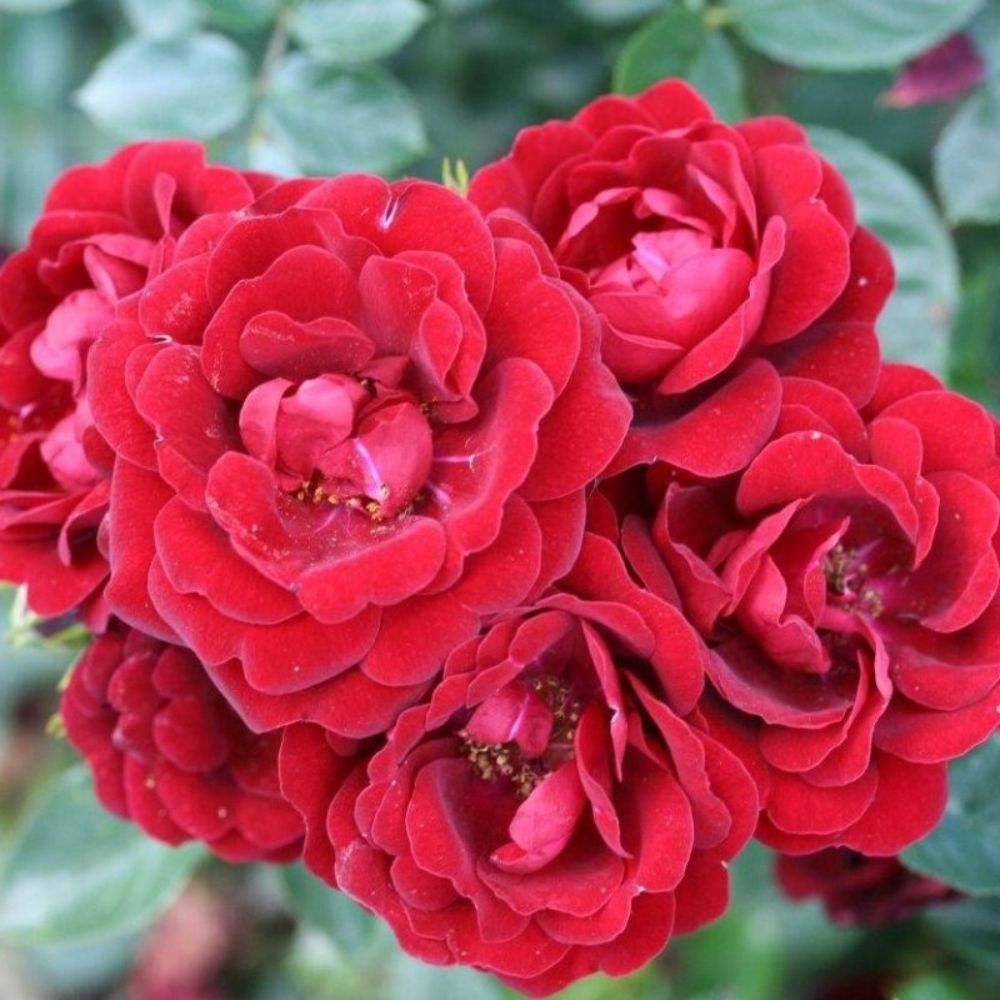 Whartons 'Sweet Wishes' Red Patio Rose 3Ltr Pot