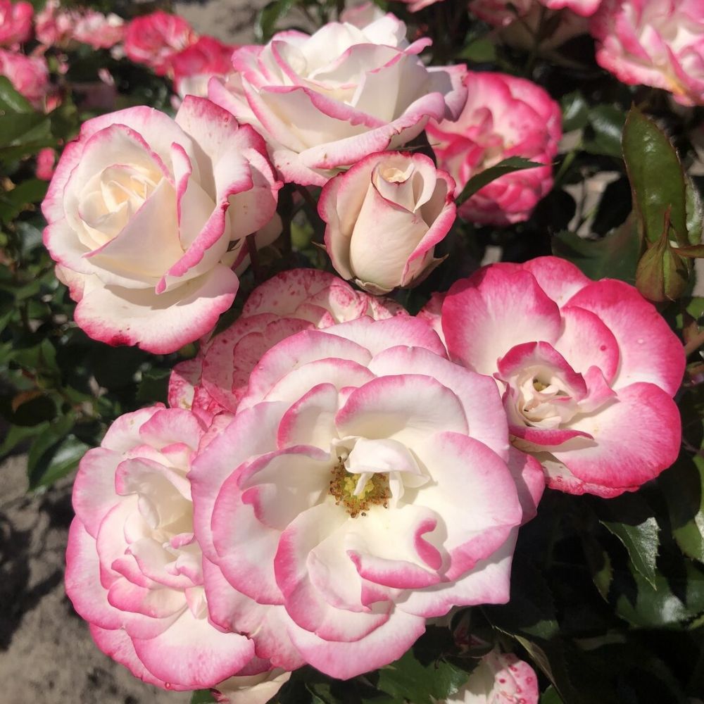 Whartons 'Art Deco' Bush Rose Plant 3Ltr Pot