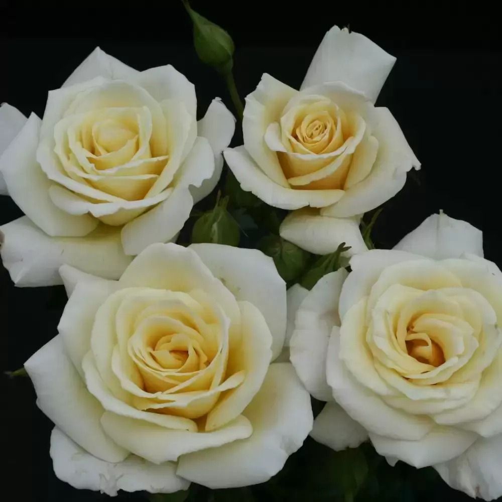 Whartons 'Diamond Days Forever' Bush Rose Plant 3Ltr Pot