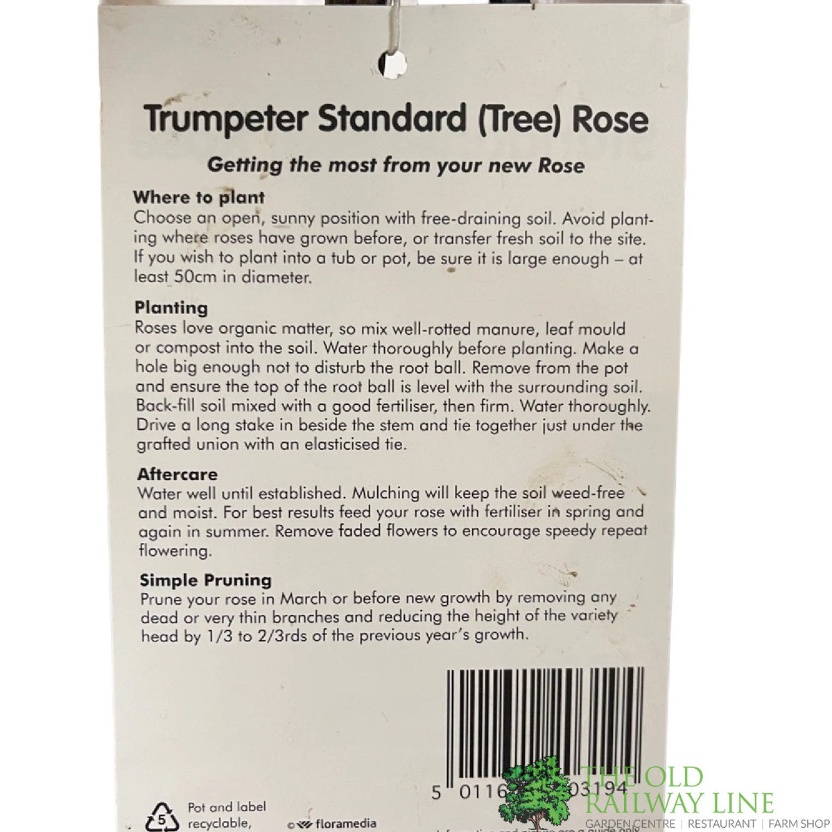 Whartons 'Trumpeter' Red Standard Rose Plant 7.5Ltr Pot