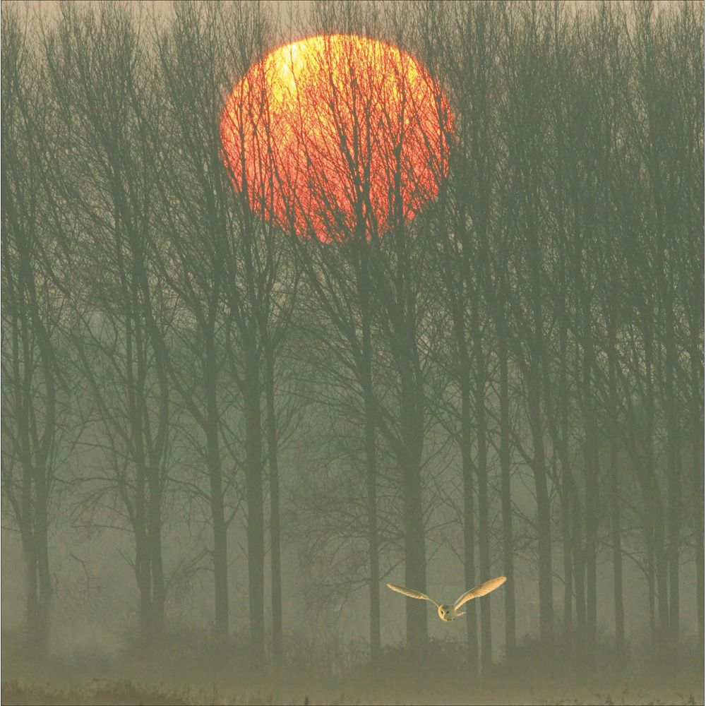 Woodmansterne Barn Owl Photography Blank Card