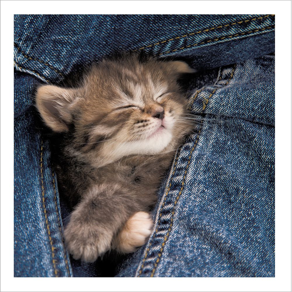 Woodmansterne Cosy Cat Blank Card