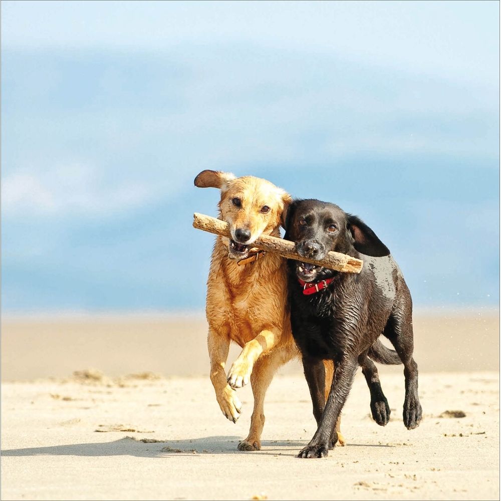 Woodmansterne Dog Best Friends Blank Card