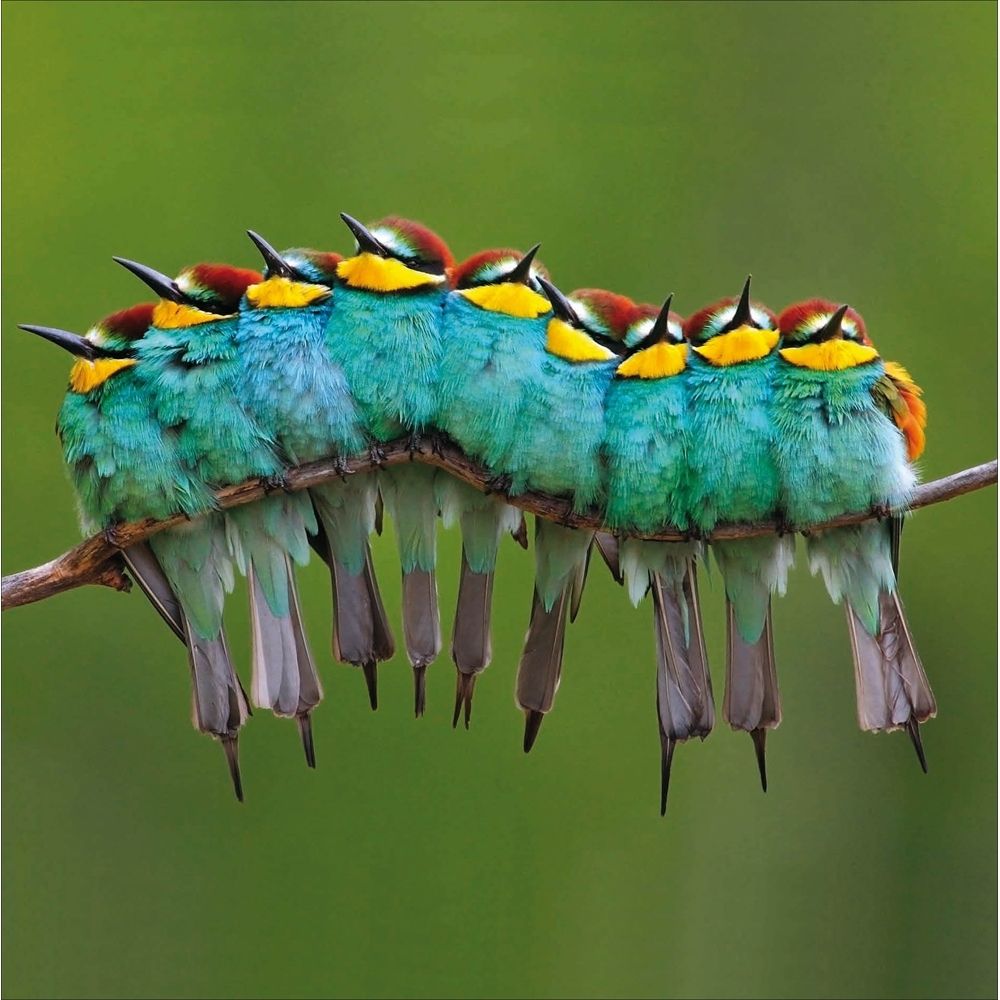 Woodmansterne European Bee-Eater Birds Blank Card