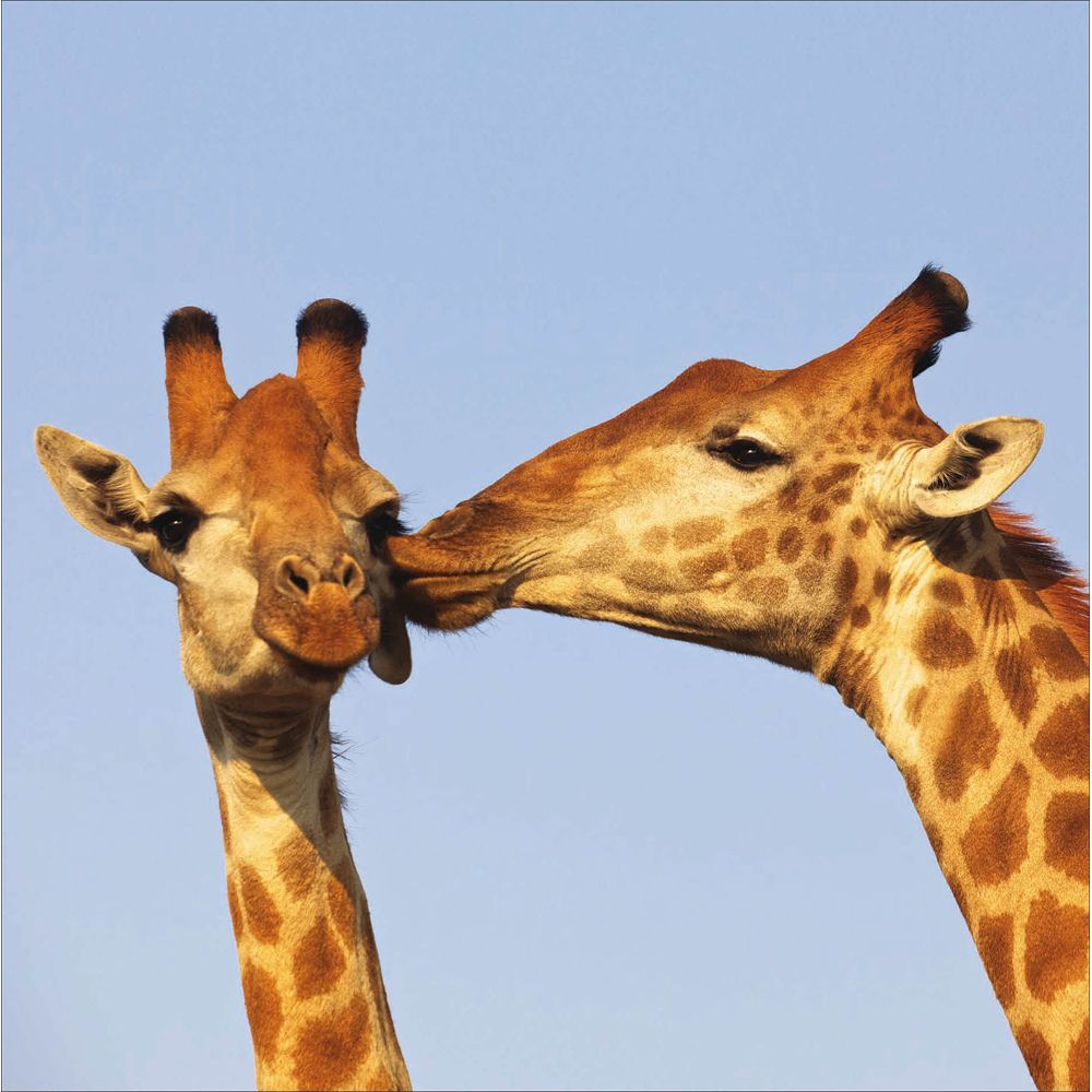 Woodmansterne Giraffe Big Kisses Blank Card