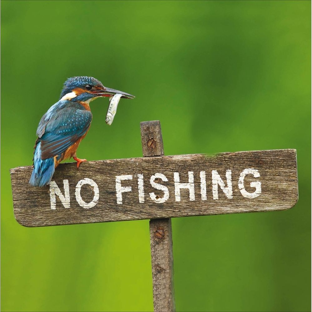 Woodmansterne Kingfisher Gone Fishing Birthday Card