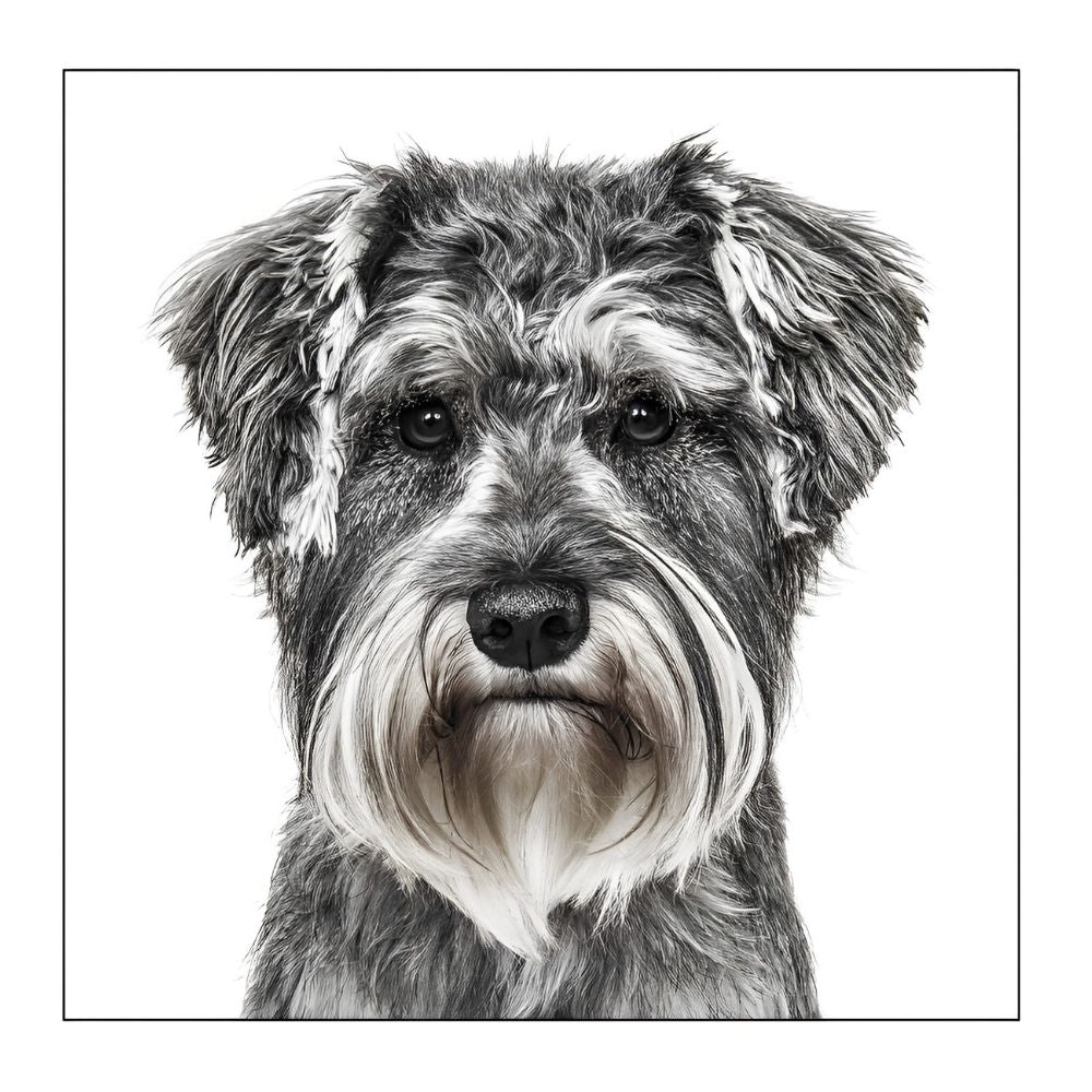 Woodmansterne Schnauzer Art Blank Card