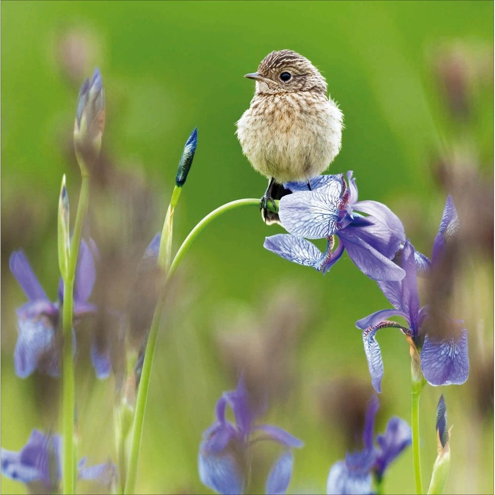 Woodmansterne Young Stonechat Bird Blank Card