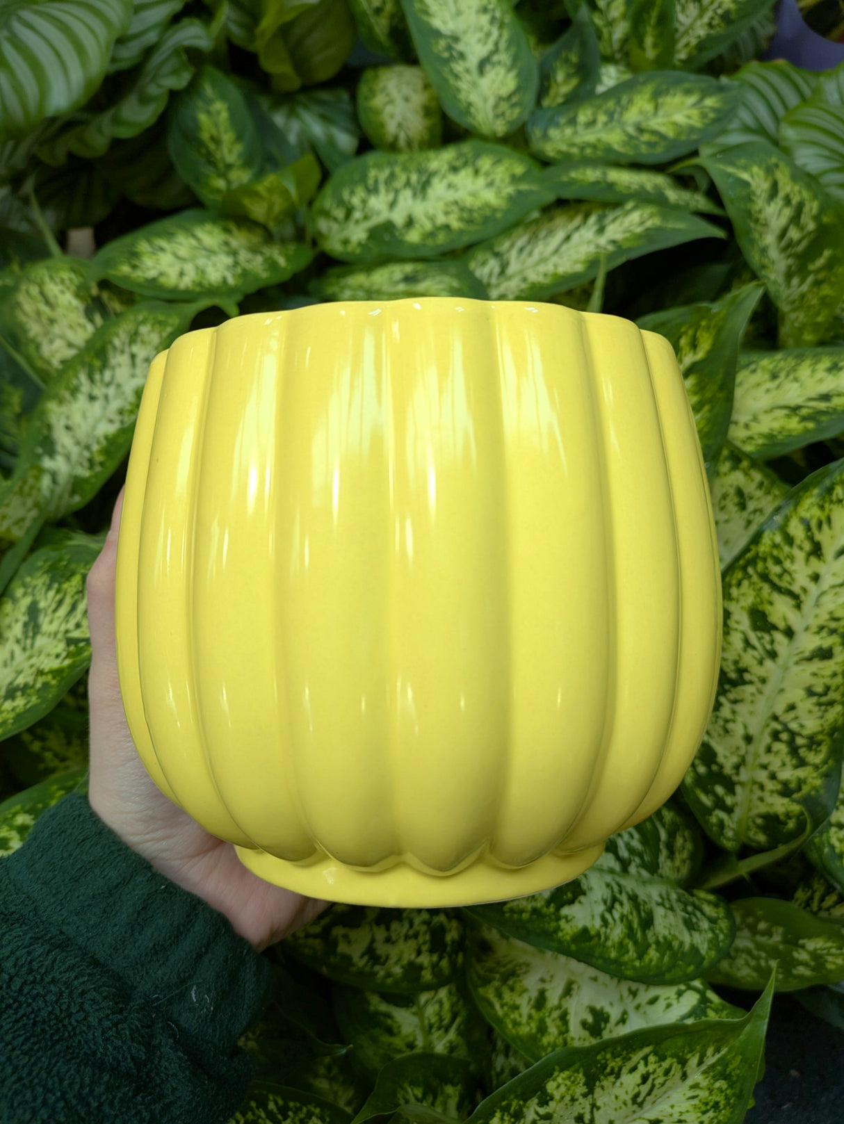 Mica Decorations Colourful Carna Round L. Pot (Choice of 4) - 1174012