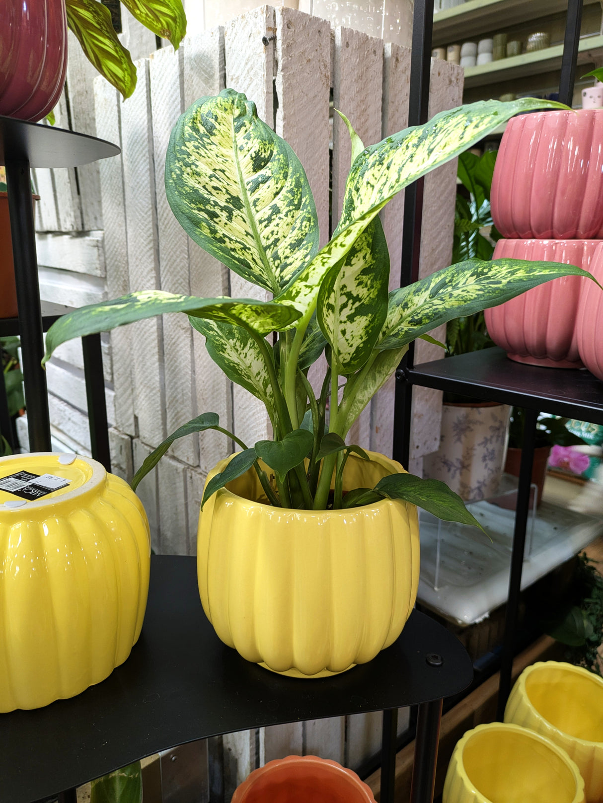 Mica Decorations Colourful Carna Round L. Pot (Choice of 4) - 1174012