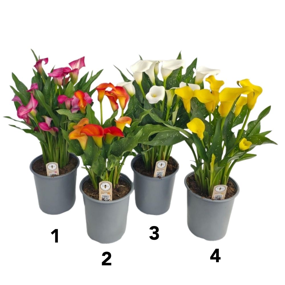 Zantedeschia 'Calla Lily' Mixed Plant - 3Ltr Pot - (Choice of 4)