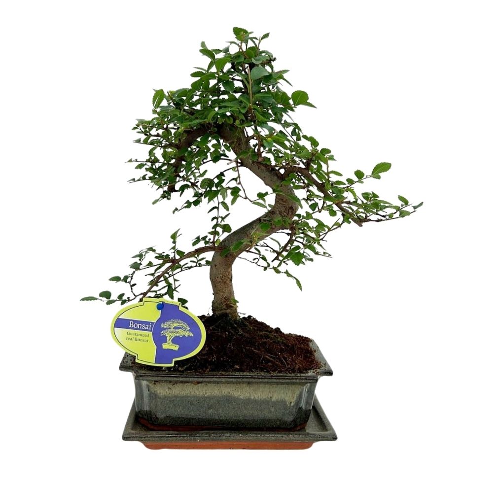 Zelkova parvifolia - Shaped Outdoor Bonsai Plant - 3.5Ltr Pot