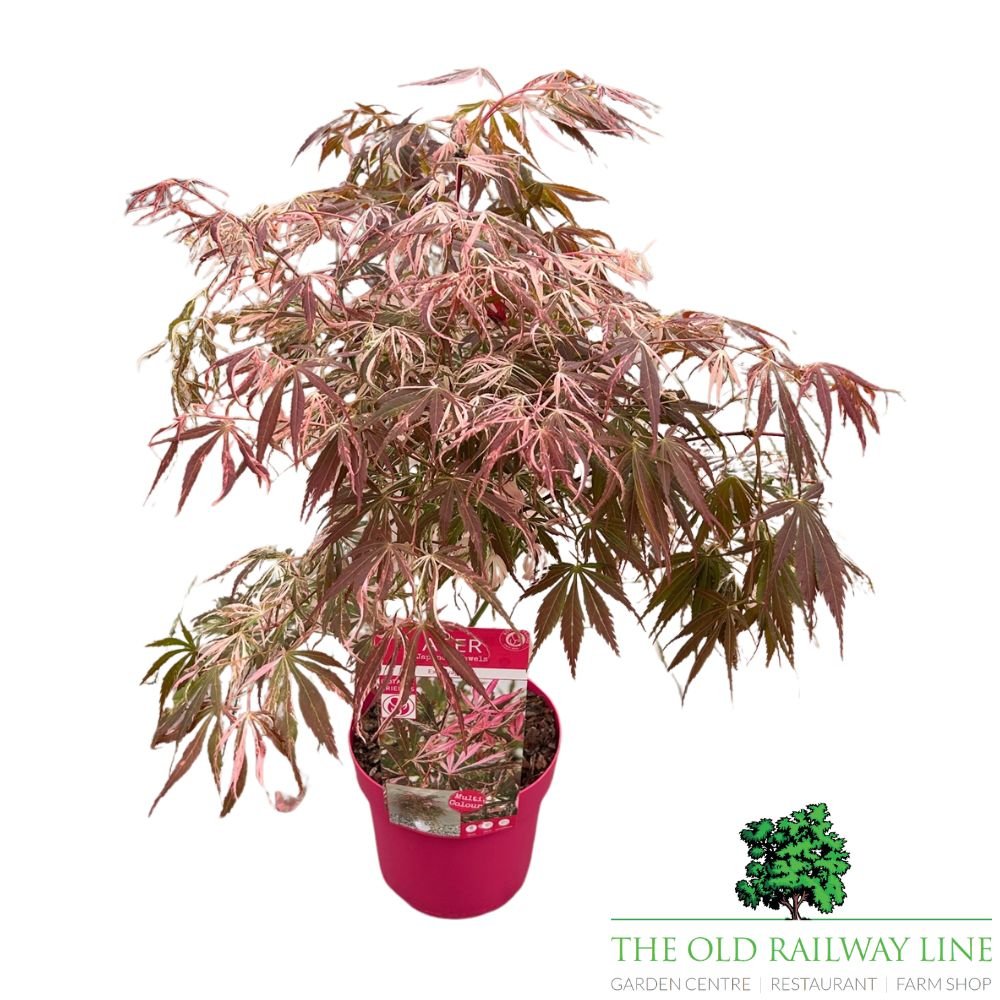 Acer 'Extravaganza' Tree - 3Ltr Pot - Old Railway Line Garden Centre