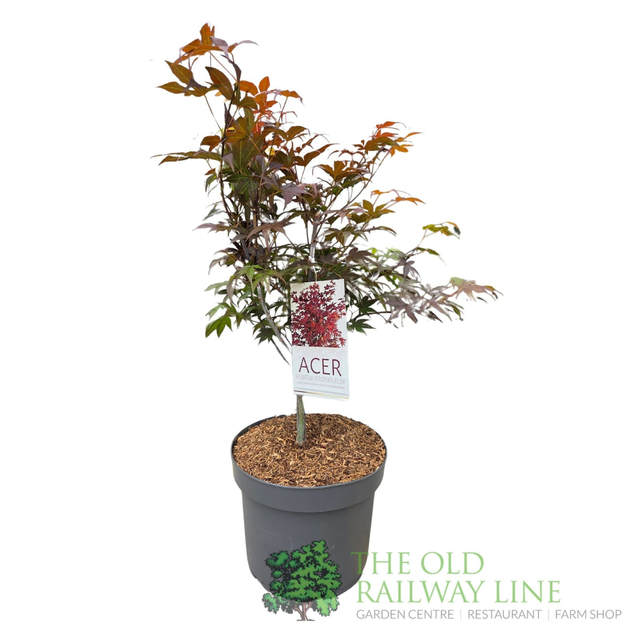 Acer Palmatum 'Atropurpureum' 10Ltr Pot - Old Railway Line Garden Centre