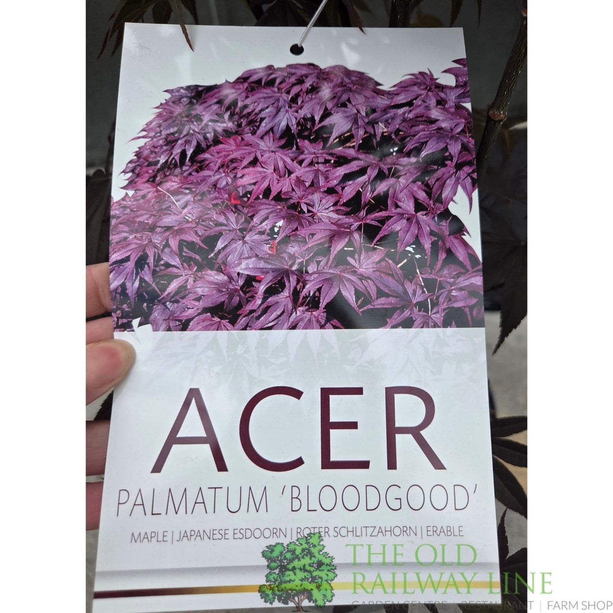 Acer Palmatum 'Bloodgood' 10Ltr Pot - Old Railway Line Garden Centre
