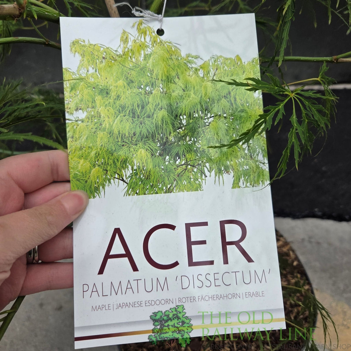 Acer Palmatum 'Dissectum' 10Ltr Pot - Old Railway Line Garden Centre