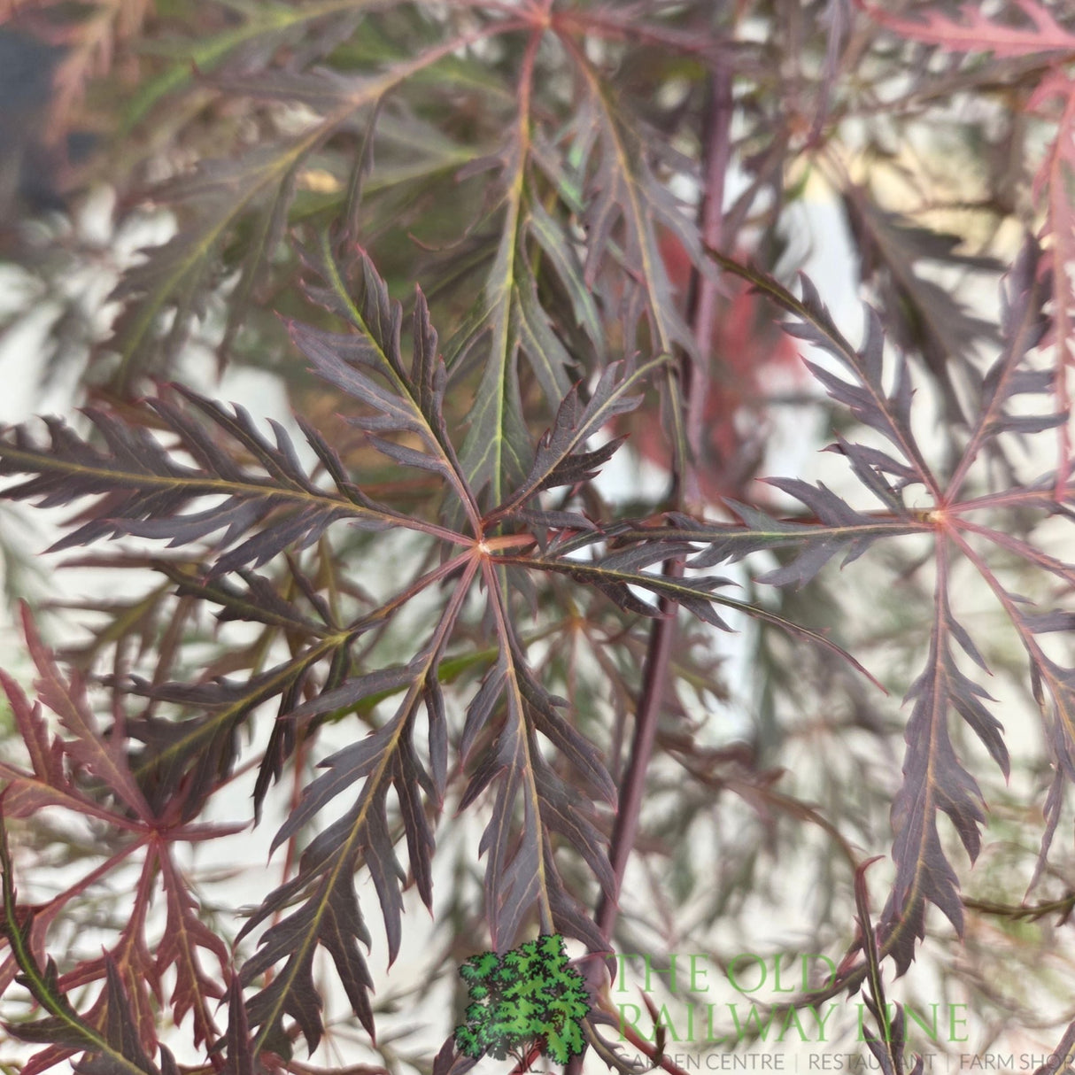 Acer Palmatum 'Garnet' 10Ltr Pot - Old Railway Line Garden Centre