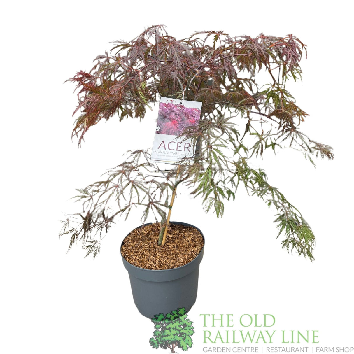 Acer Palmatum 'Inaba - Shidare' 10Ltr Pot - Old Railway Line Garden Centre