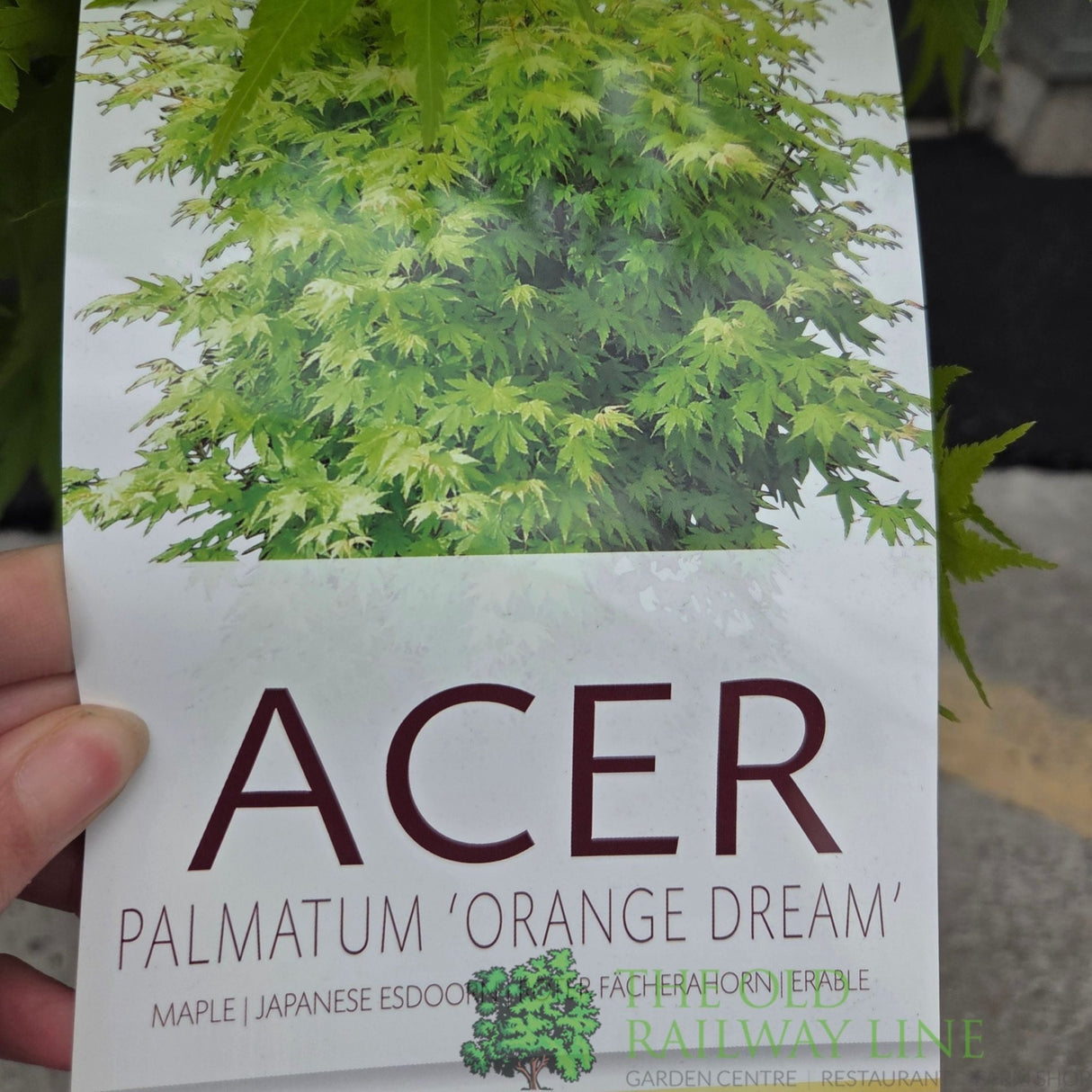 Acer Palmatum 'Orange Dream' 10Ltr Pot - Old Railway Line Garden Centre