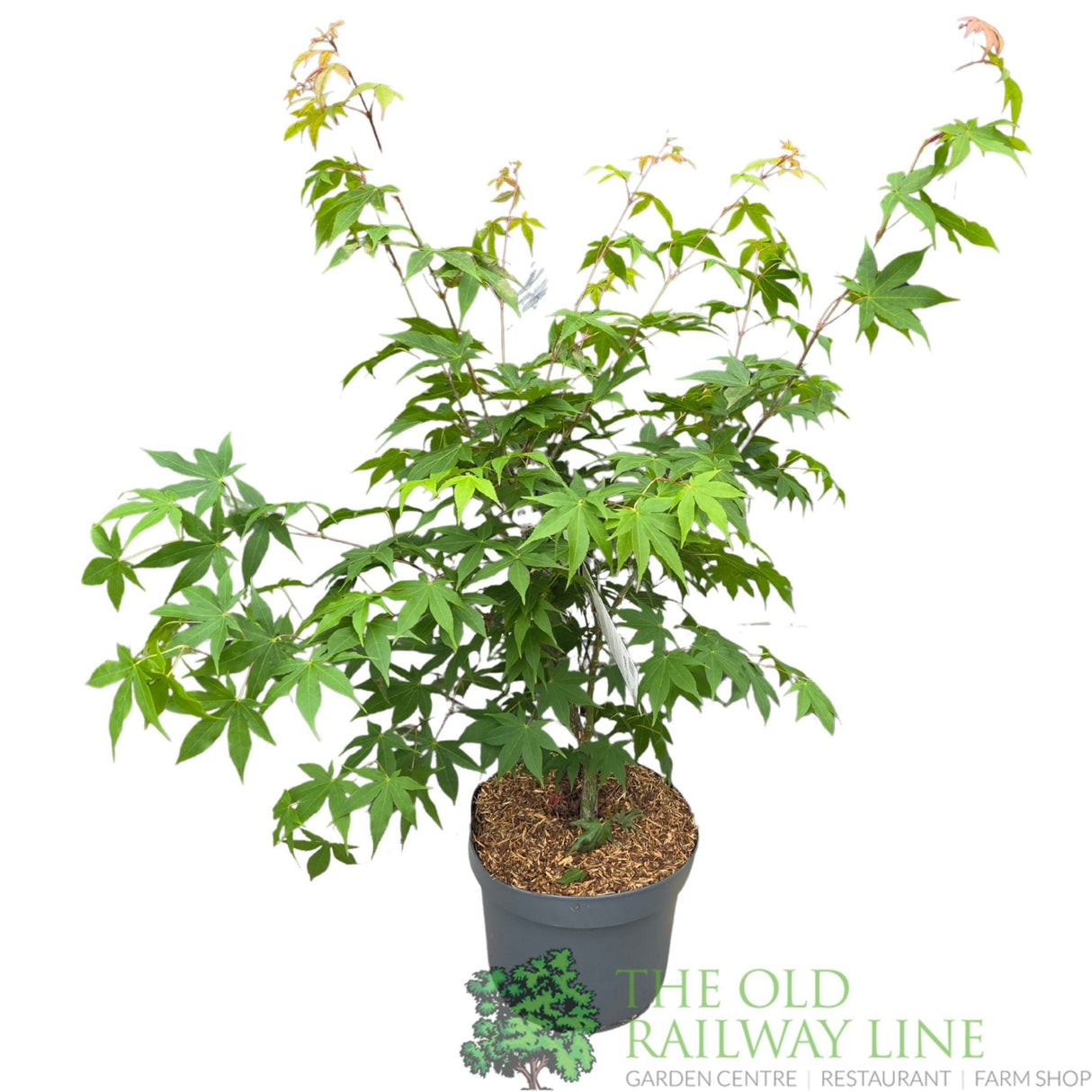 Acer Palmatum 'Palm Osakazuki' 10Ltr Pot - Old Railway Line Garden Centre