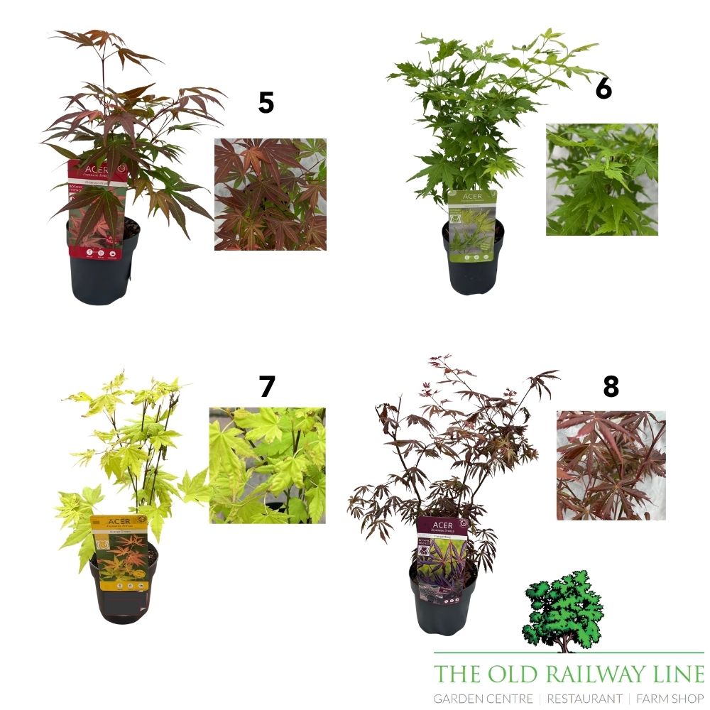 Acer Palmatum Mix Tree - 15cm Pot (Choice of 8)