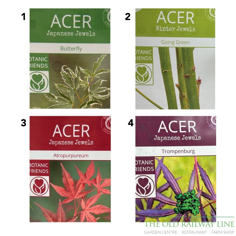 Acer Palmatum Mix Tree - 19cm Pot (Choice of 4)
