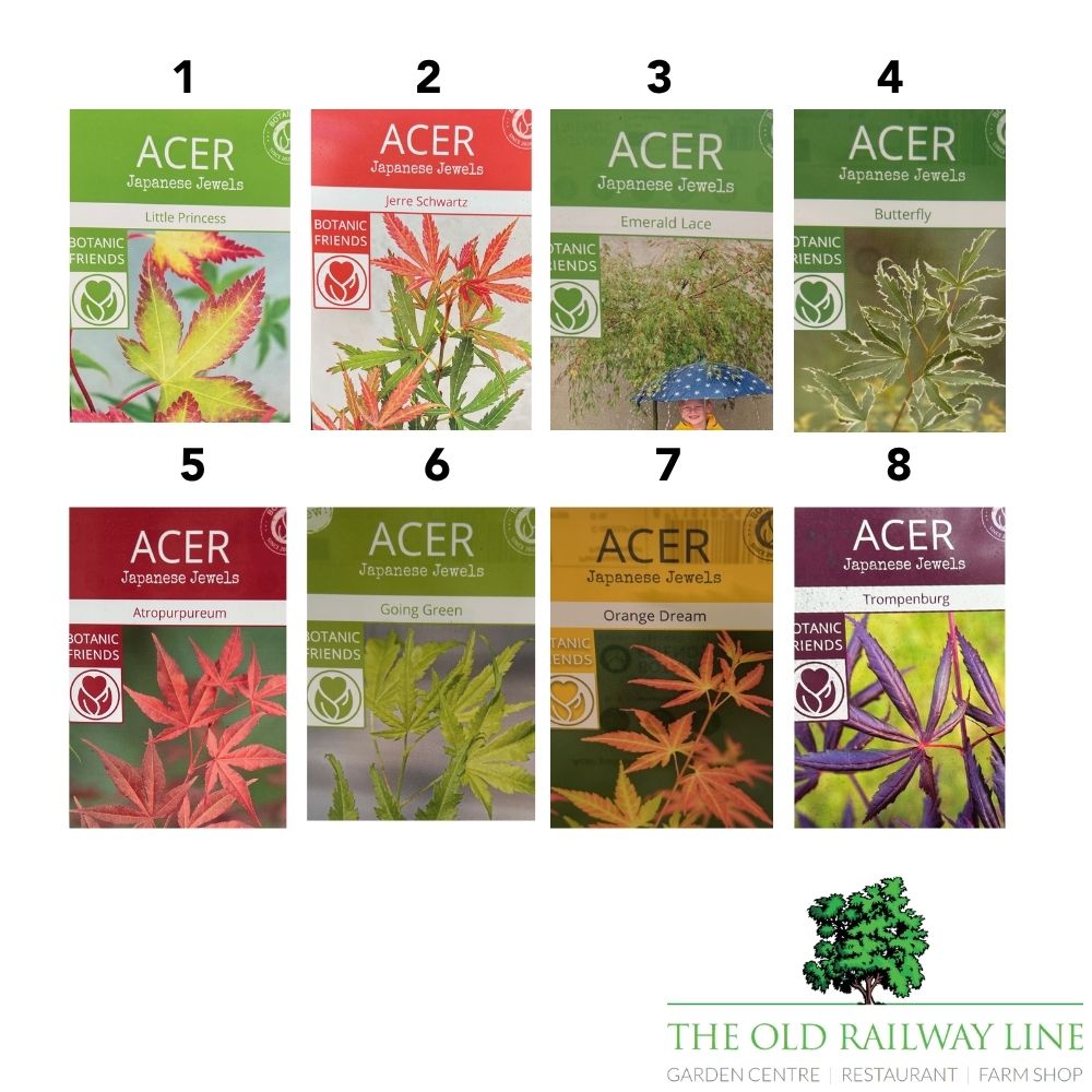 Acer Palmatum Mix Tree - 15cm Pot (Choice of 8)