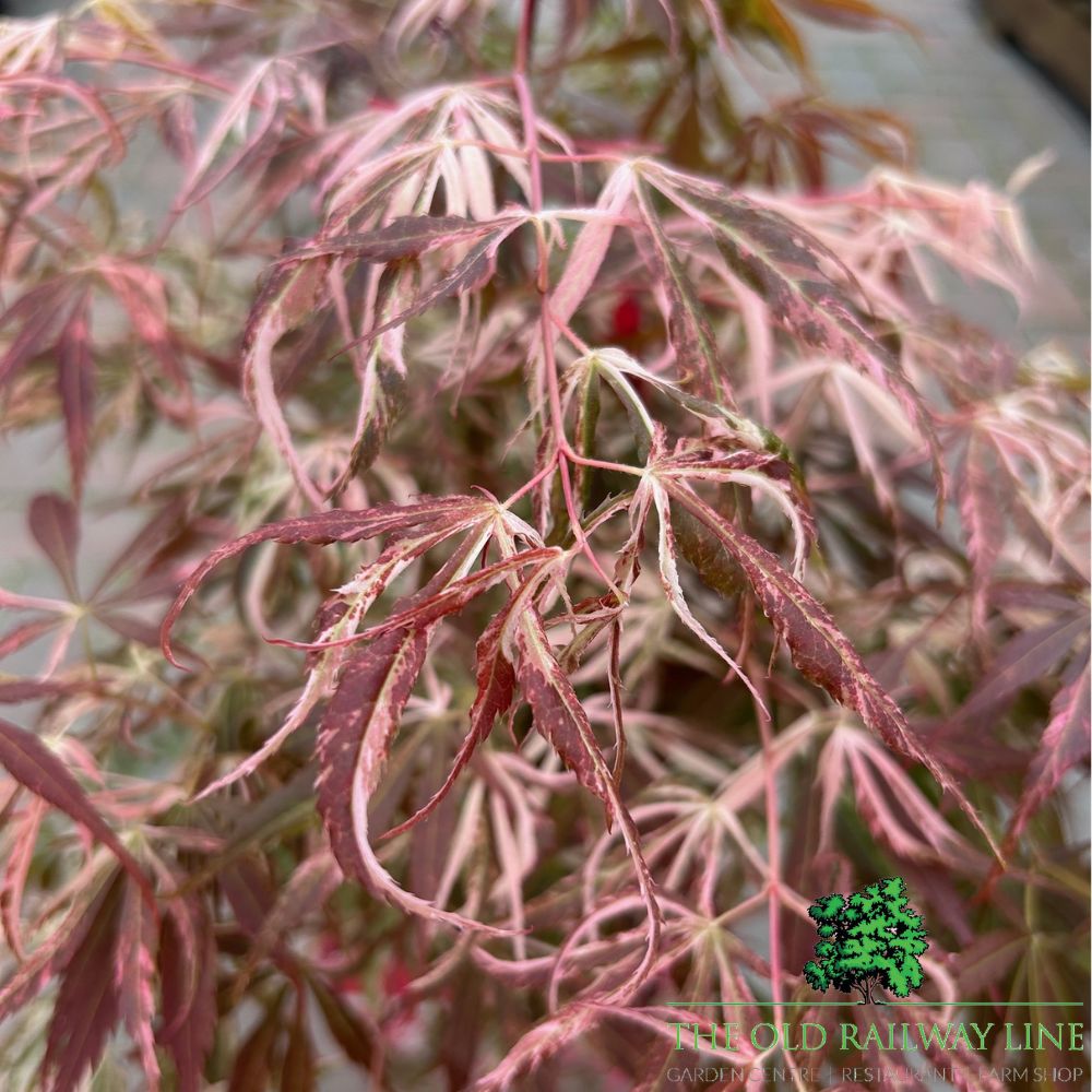 Acer 'Extravaganza' Tree - 3Ltr Pot