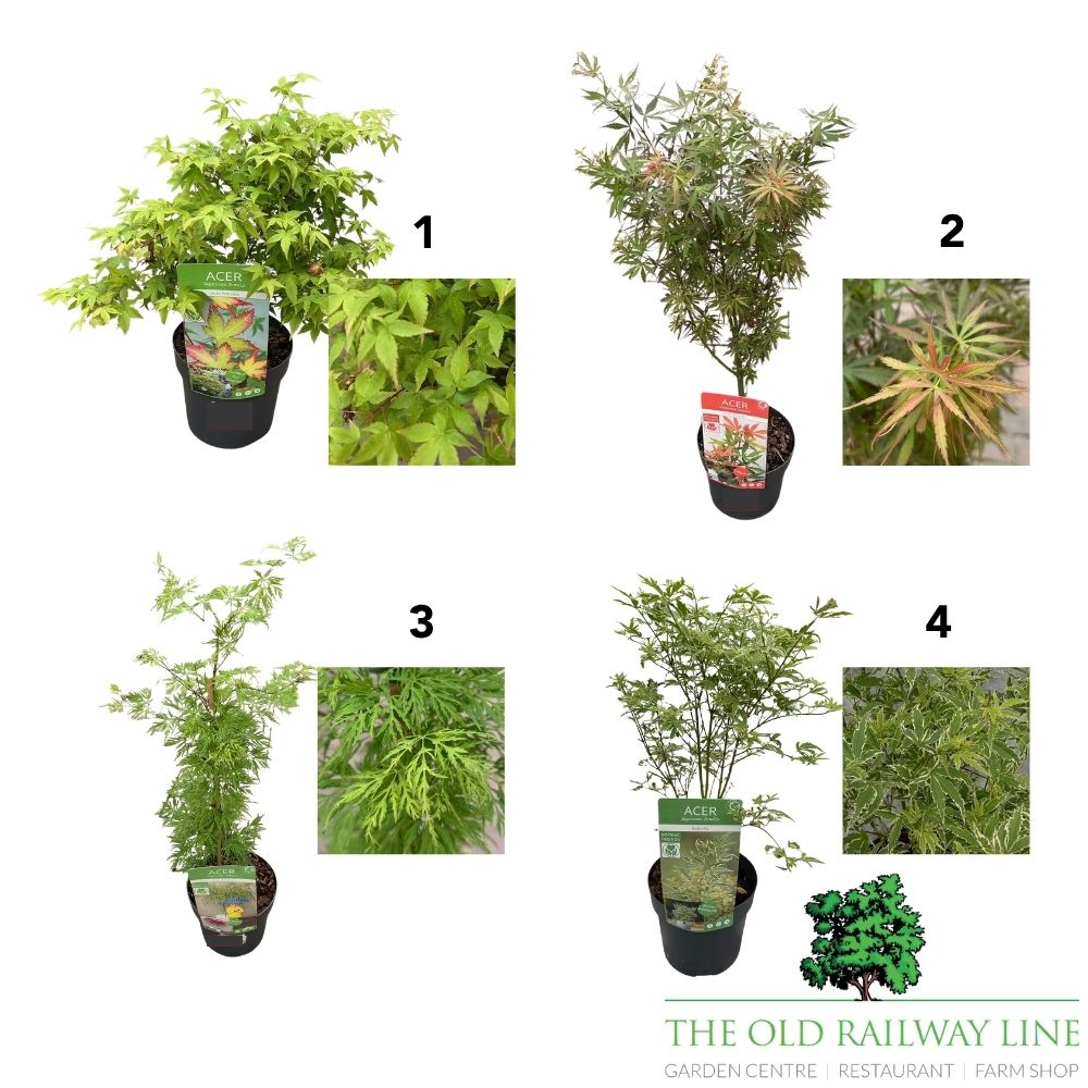 Acer Palmatum Mix Tree - 15cm Pot (Choice of 8)