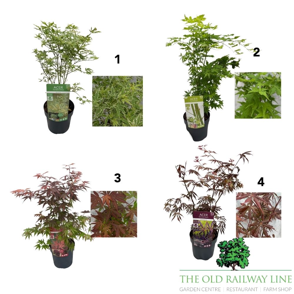 Acer Palmatum Mix Tree - 19cm Pot (Choice of 4)