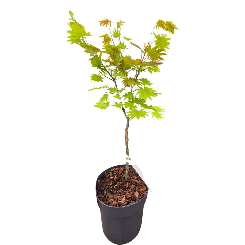 Acer shirasawanum 'Moonrise' - Japanese Maple Tree - 3Ltr Pot - Old Railway Line Garden Centre
