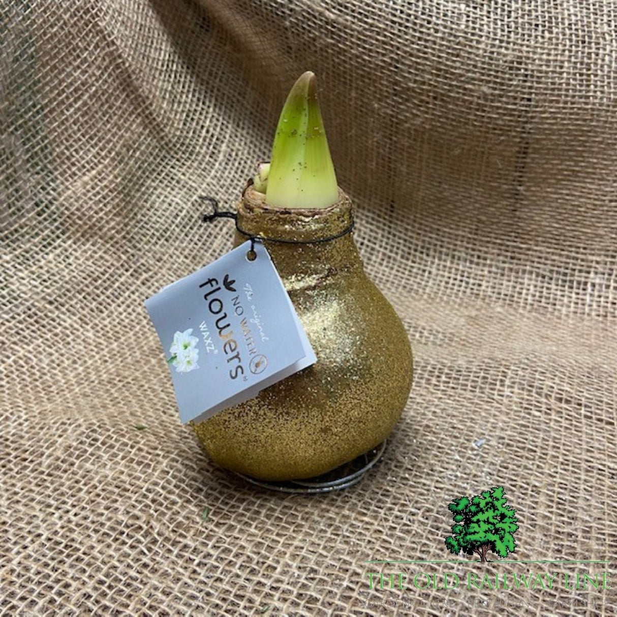 Amaryllis Glitter Bulb - Choice of 3 - Old Railway Line Garden Centre