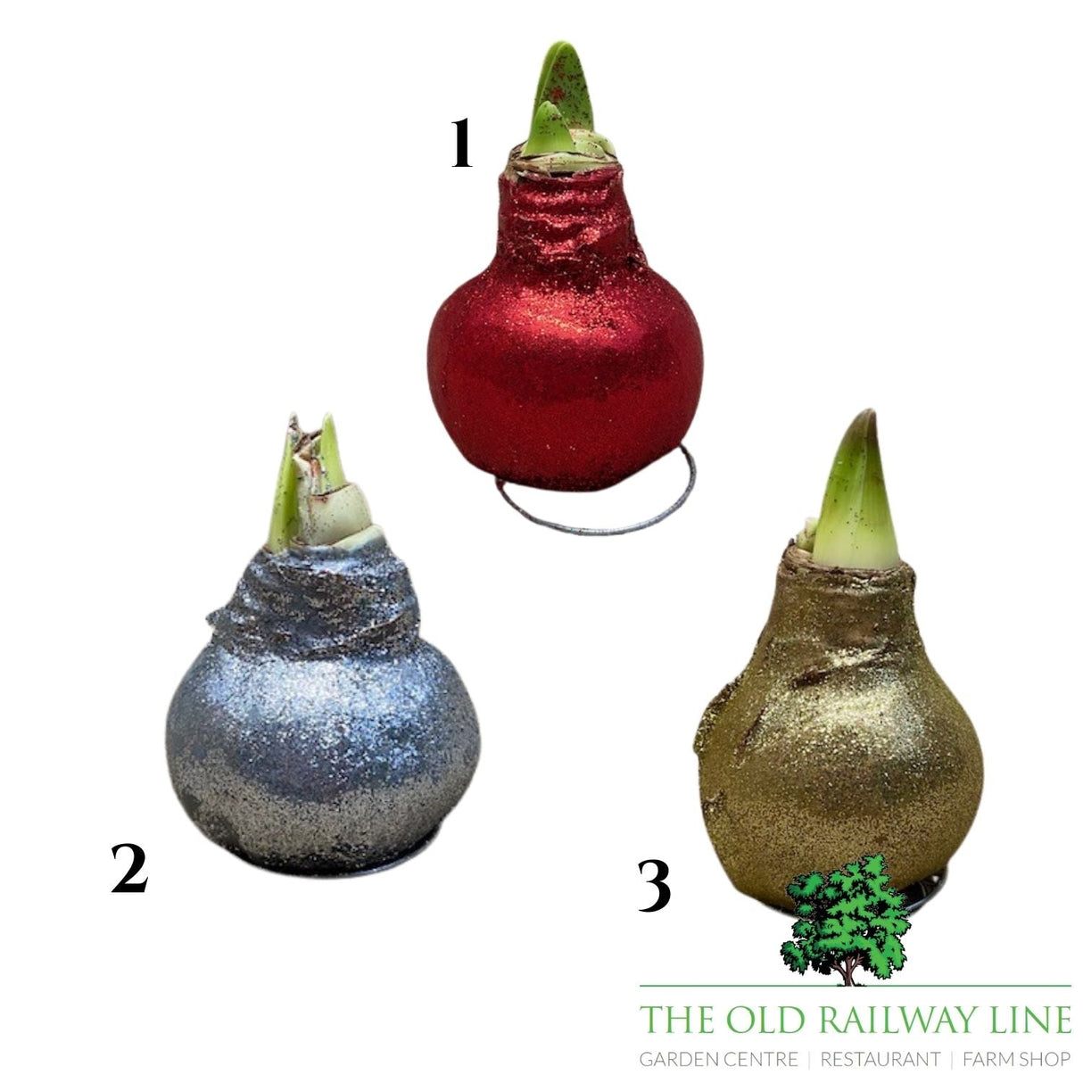 Amaryllis Glitter Bulb - Choice of 3 - Old Railway Line Garden Centre