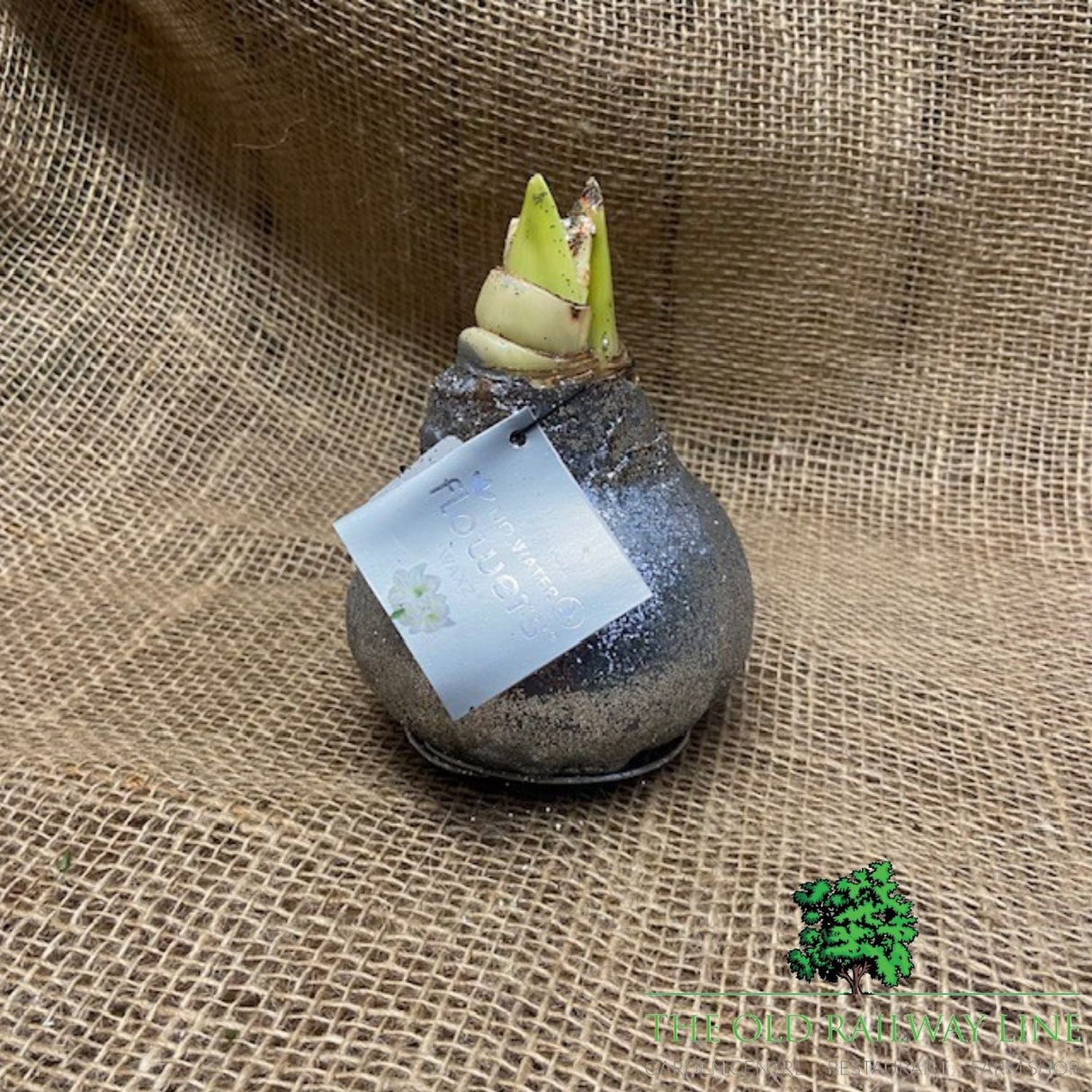 Amaryllis Glitter Bulb - Choice of 3 - Old Railway Line Garden Centre