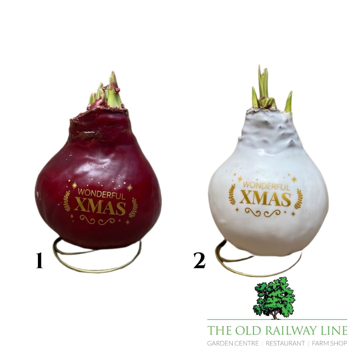 Amaryllis Wax Christmas Message Bulb - Choice of 2