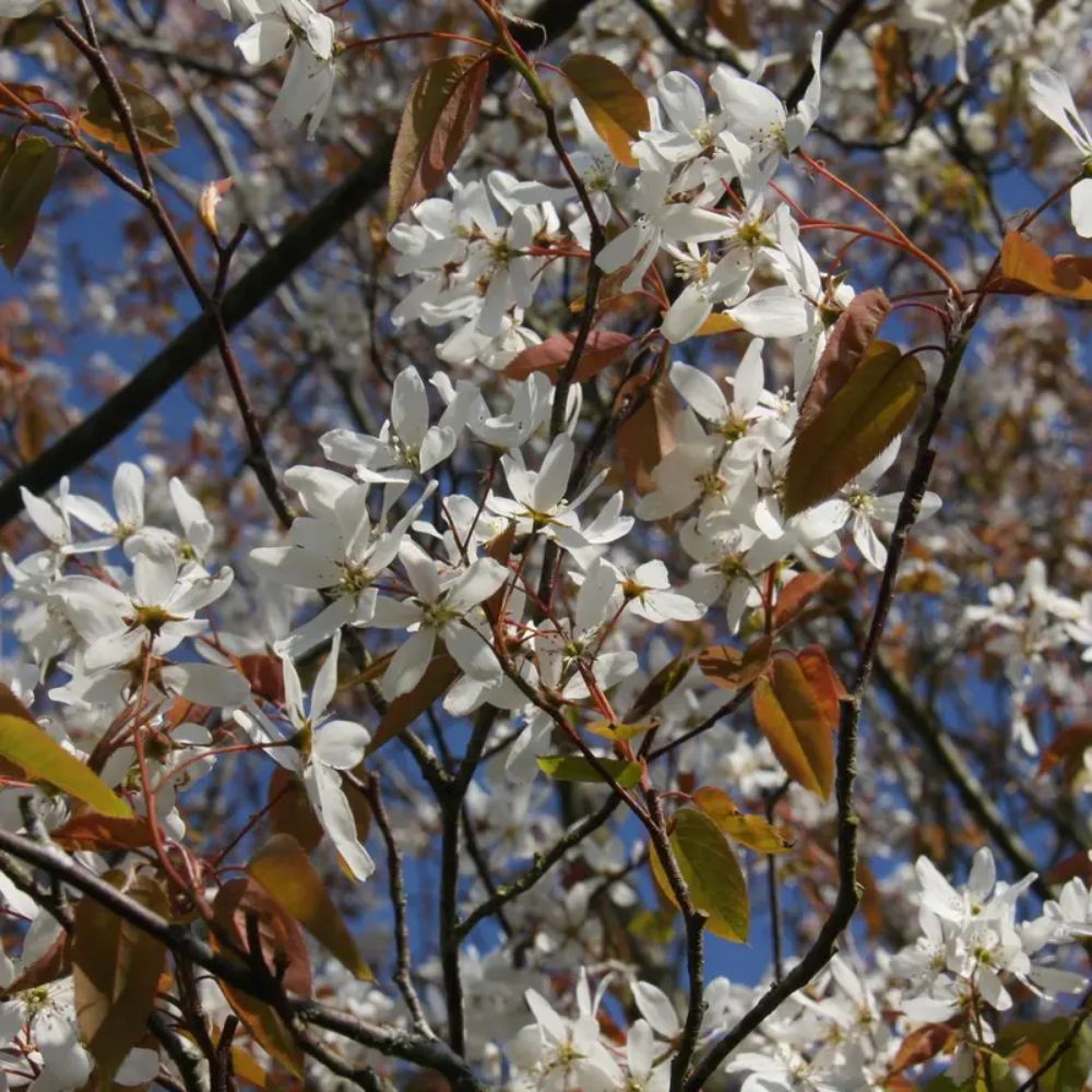 Frank P Matthews Amelanchier laevis ‘Snowflakes’ Juneberry Tree - 12Ltr Pot