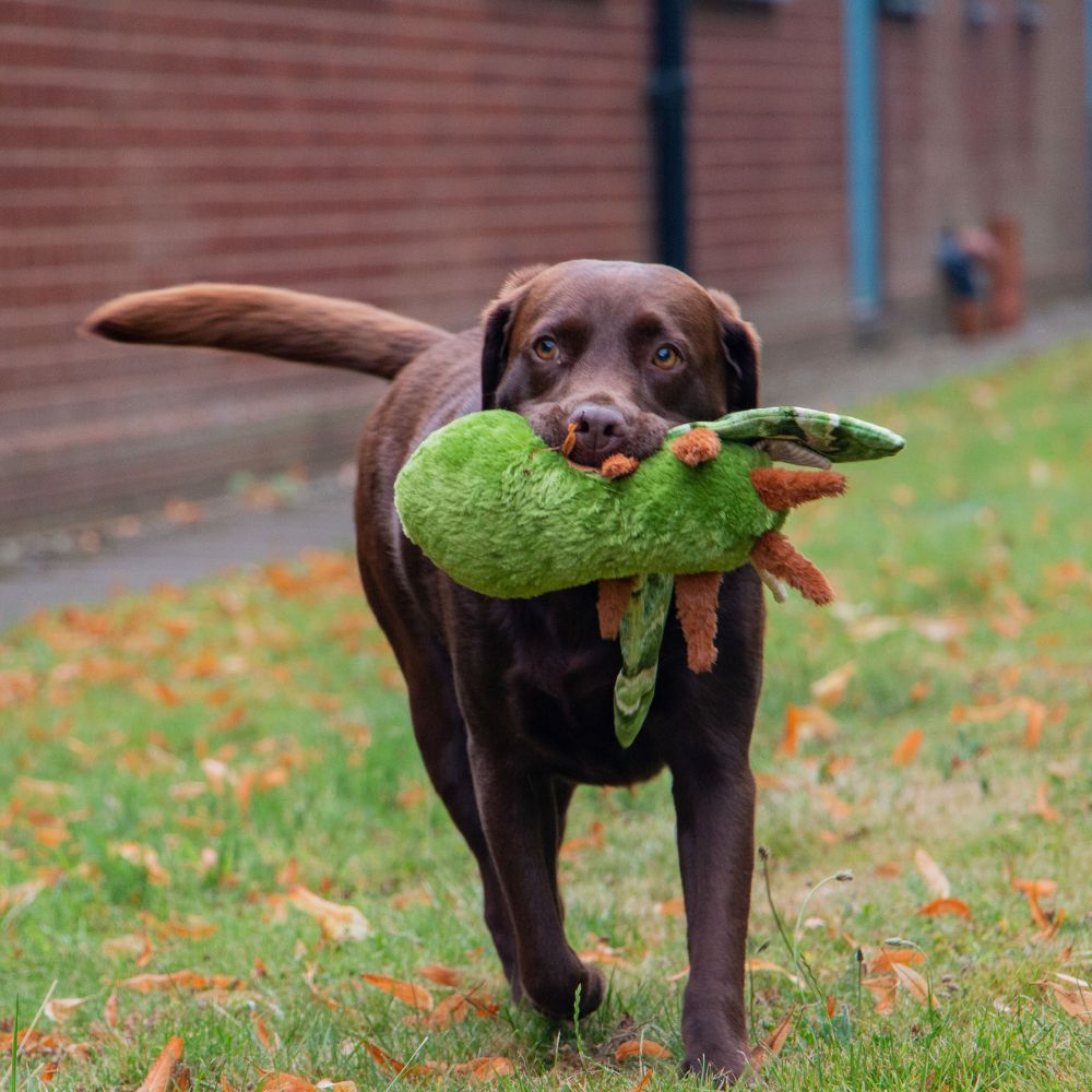 Ancol 29cm Cuddle Fluffy Moths Dog Toy