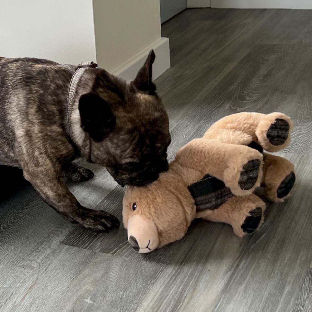 Ancol 29cm Heritage Tartan Bear Squeaky Dog Toy